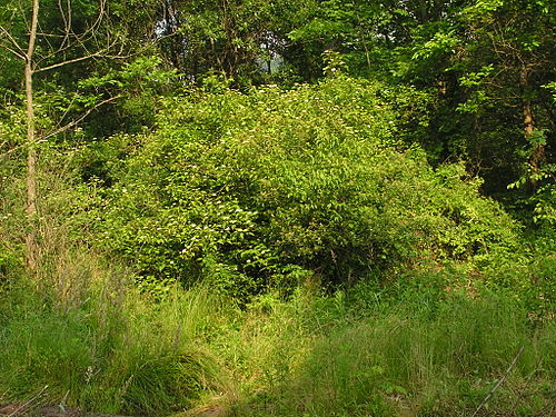 Cornus amomum